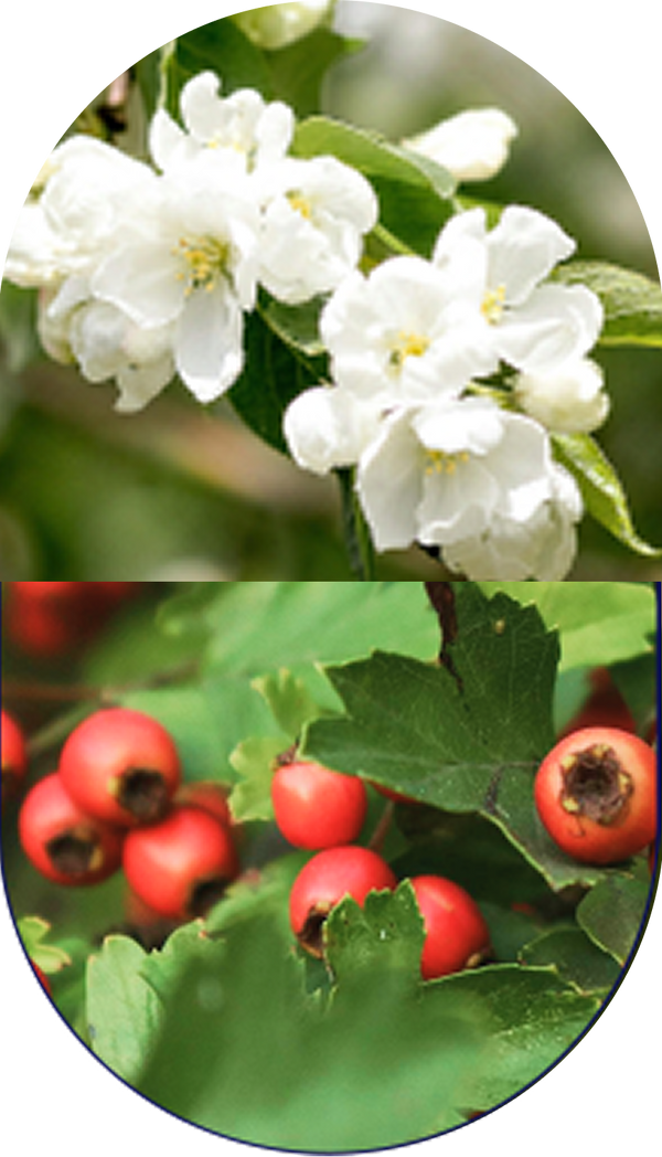 Jasmine & Hawthorn