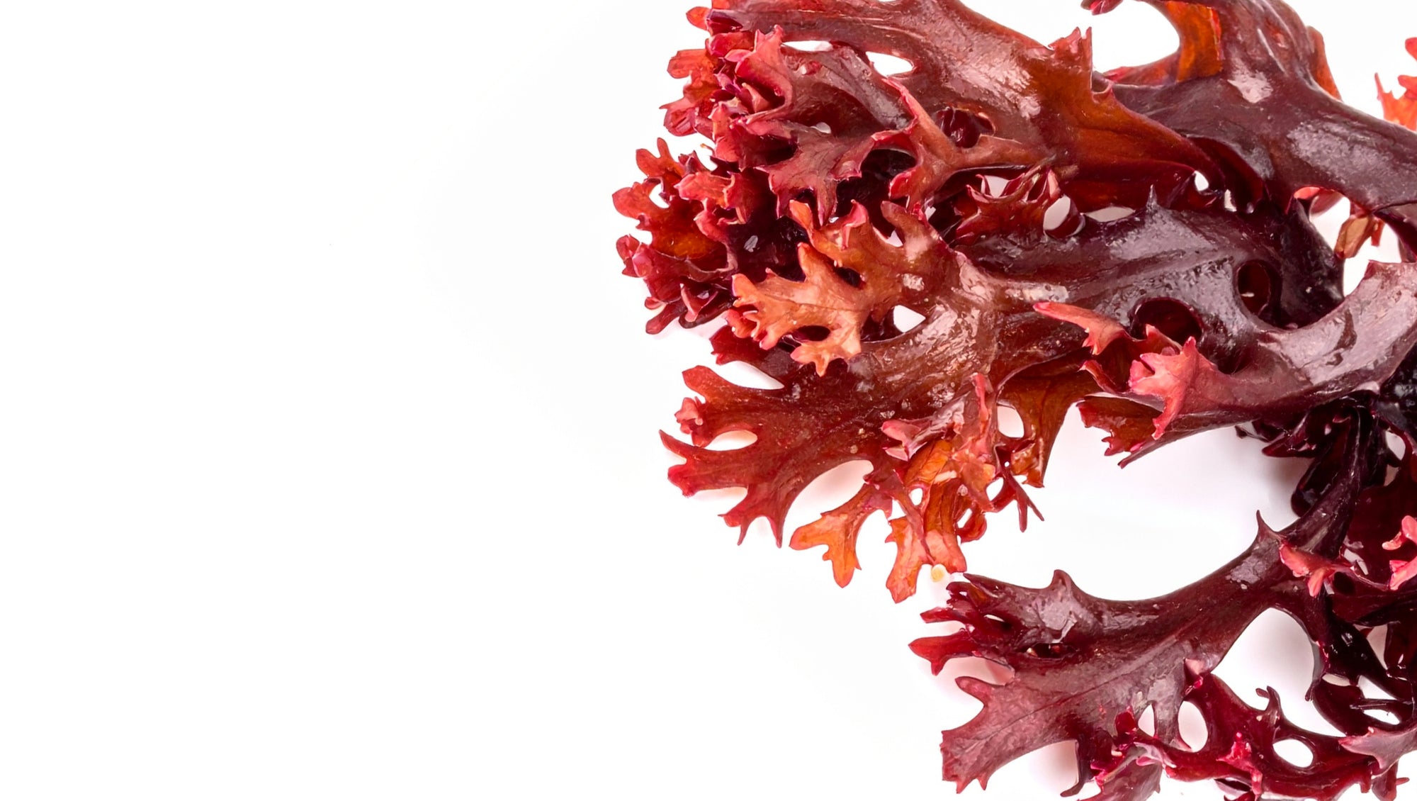 Fresh red seaweed or kelp leaves arranged on the right side of a clean white background, with negative space on the left.