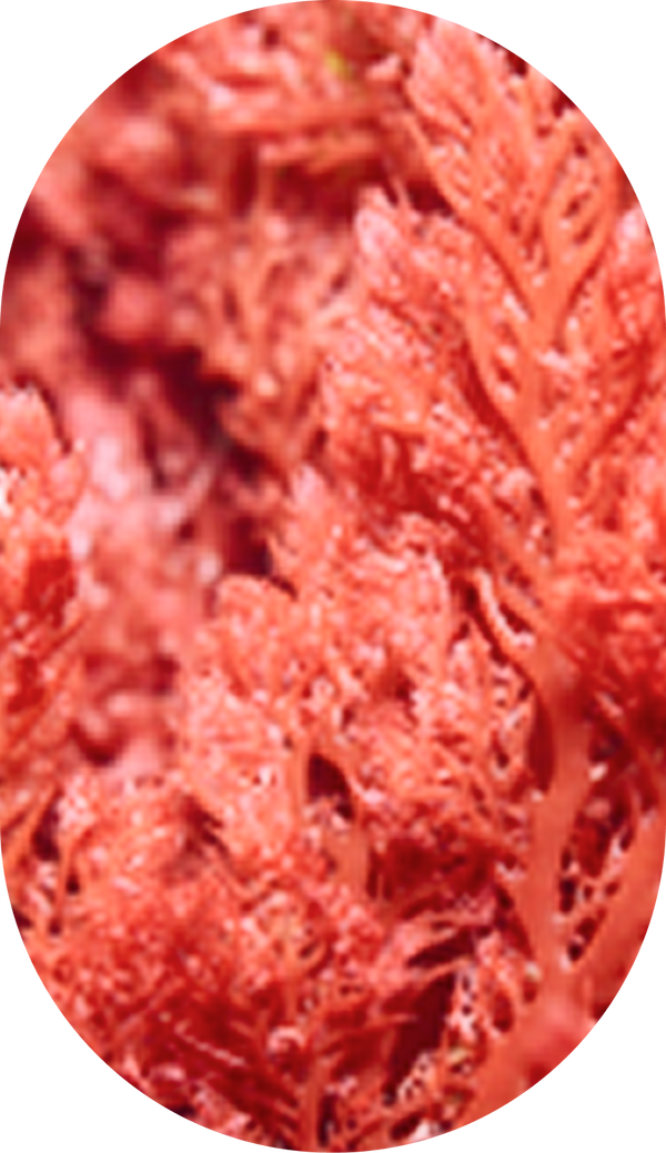 Red Algae